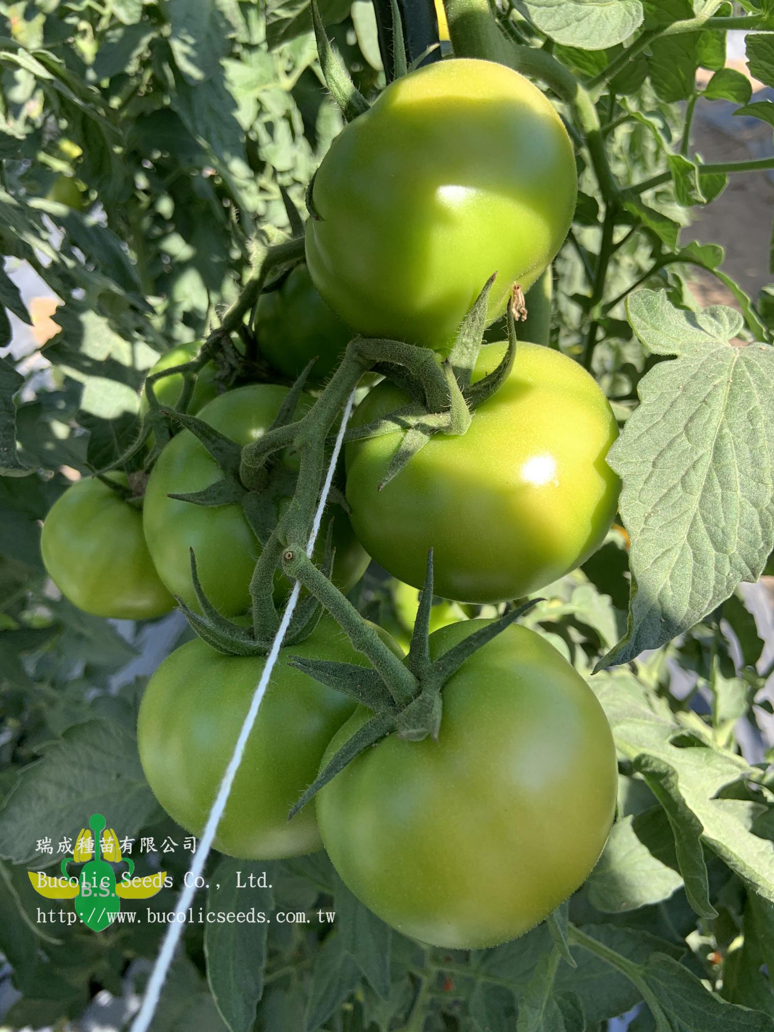 Beef Steak Tomato 9763 - Beef Steak Tomato 9763 (4)